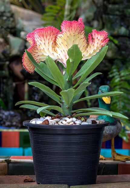 Euphorbia lactea, la planta de interior llamativa y fácil de cuidar. Fuente: Freepik.