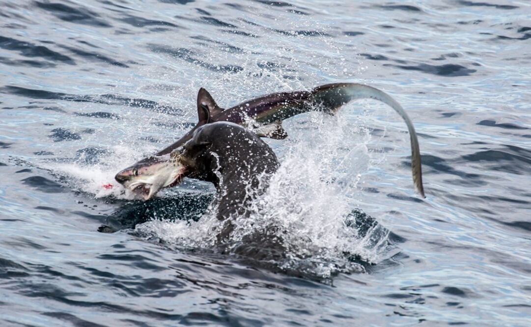 (Foto: Tomada Facebook Slater Moore Photography)