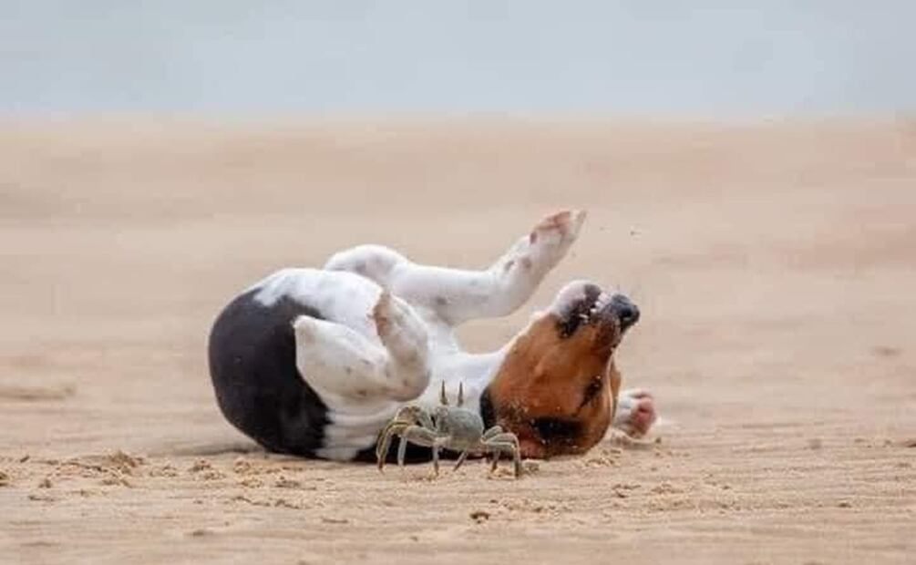 Fotos: Redes sociales