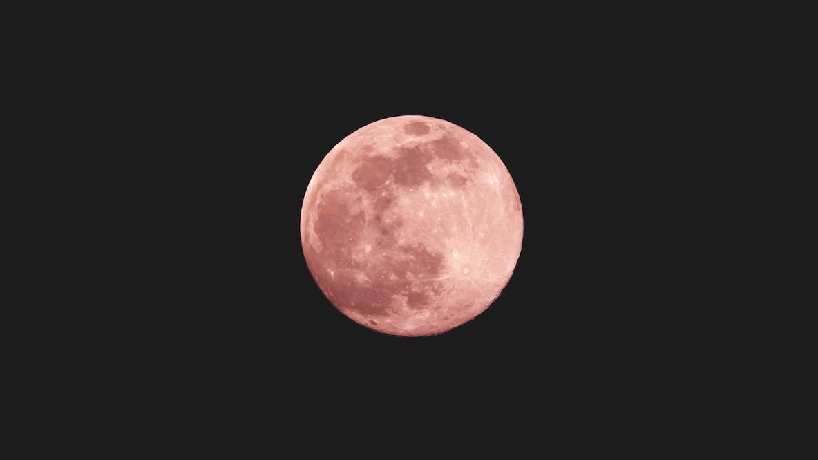 La luna rosa se relaciona con el florecimiento de las phlox salvajes en primavera, ¿te la vas a perder? / Foto: Unsplash