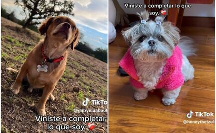 En TikTok, "Acróstico" de Shakira se vuelve "trend" para presumir a los perrhijos