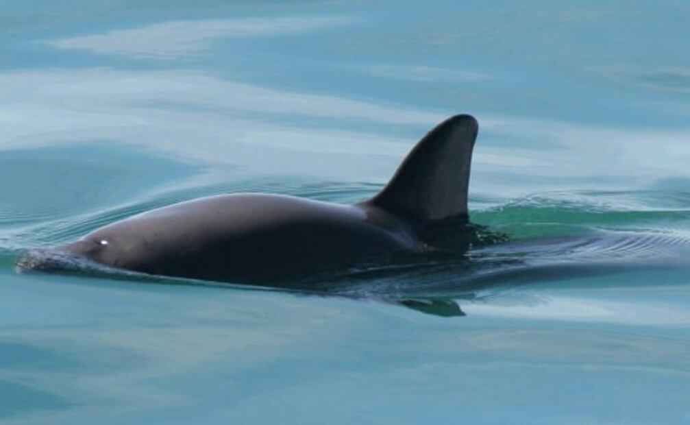 La cueva submarina más grande del mundo está en México: 20 datos sobre los mares