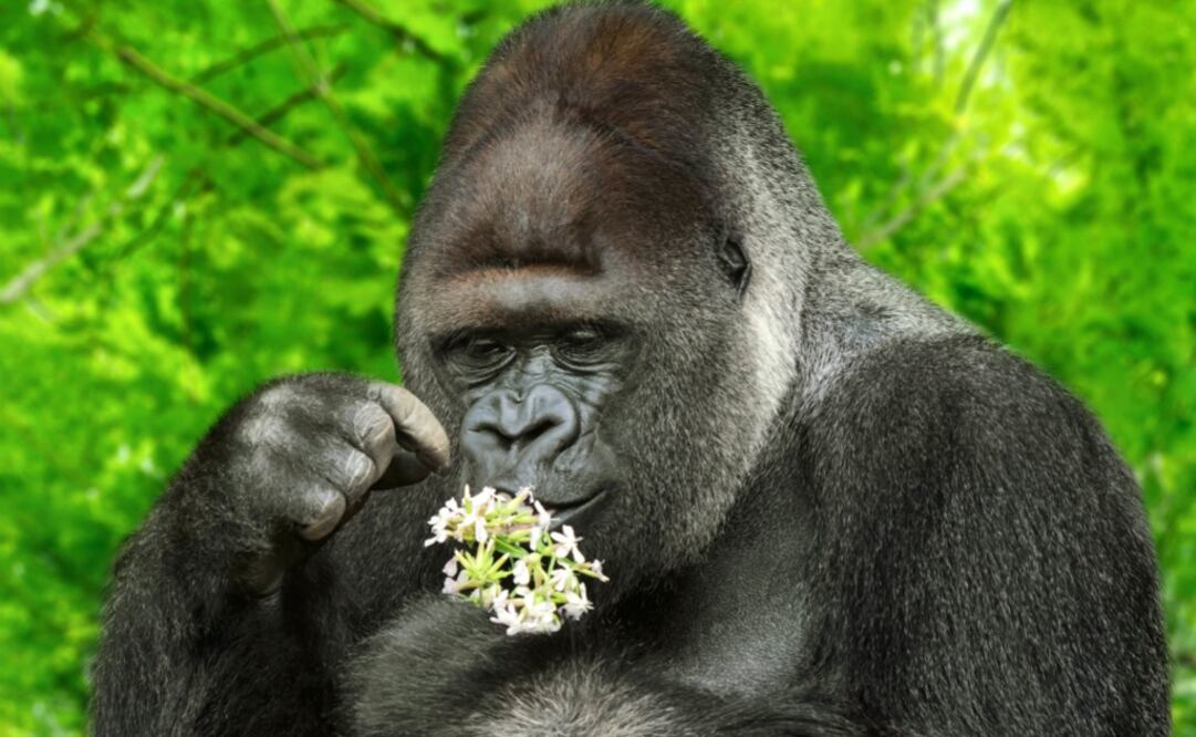 En Ruanda, viven 19 familias de gorilas salvajes. (Foto: Istockphoto)