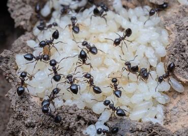 Las hormigas también producen leche y alimentan a sus colonias