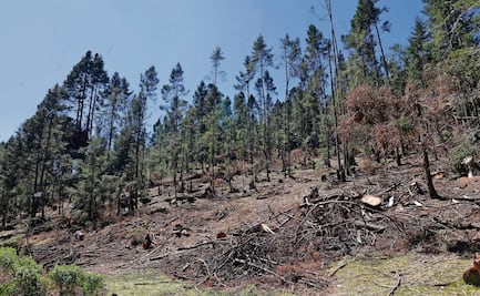 Brigadas ejidales combaten la tala ilegal en Xonacatlán