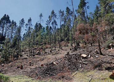 Brigadas ejidales combaten la tala ilegal en Xonacatlán