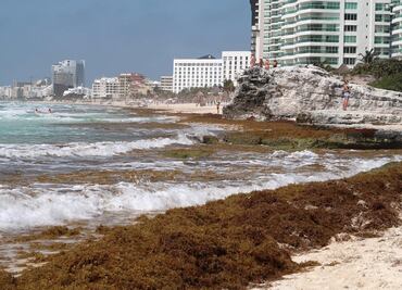 Reportan que sargazo en Quintana Roo llegó a su punto más crítico en siete años
