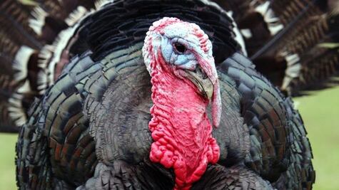 El poco conocido origen mexicano del pavo en el Thanksgiving en EU