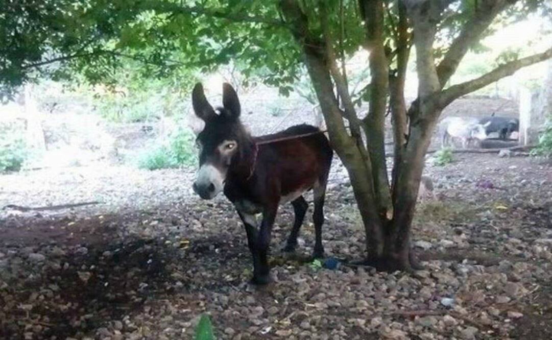 Policías municipales de Motul lograron recuperar un burro que estaba "secuestrado". Foto: Especial