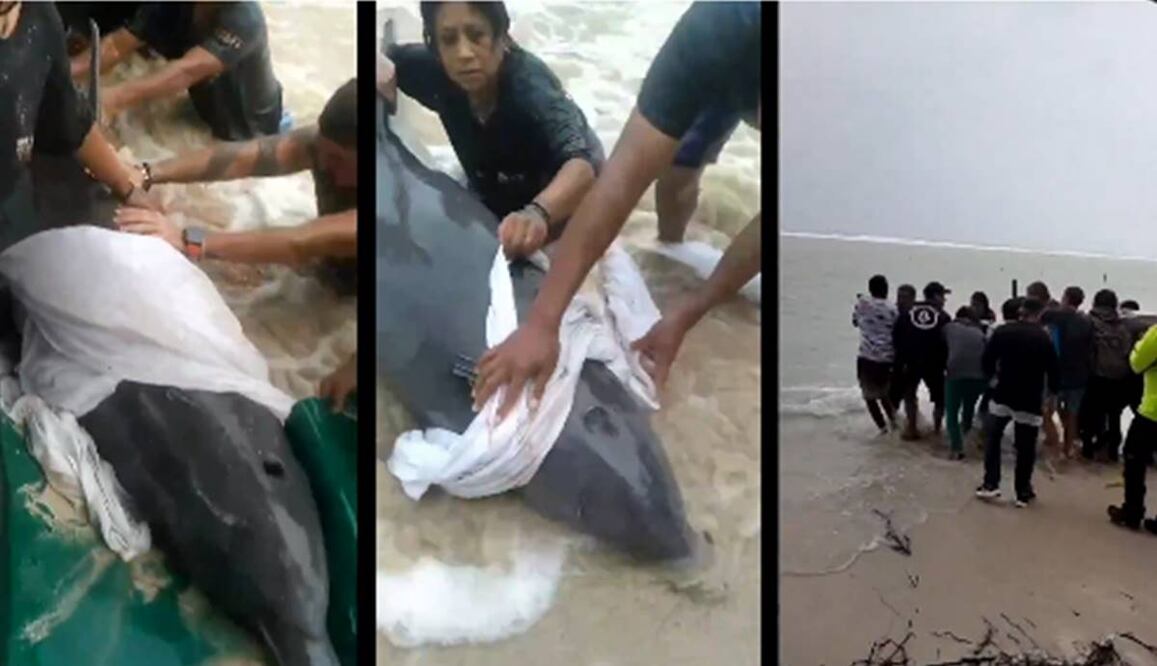 La gobernadora de Quintana Roo, Mara Lezama, difundió en sus redes sociales el esfuerzo de los habitantes del lugar para regresar al cetáceo al mar. Foto: Especial