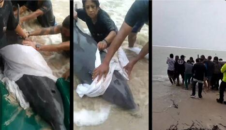 Pobladores de Mahahual rescatan a delfín varado tras paso de la tormenta Nadine