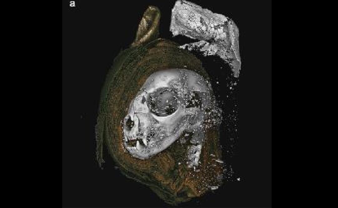 Foto: Richard Johnston / SWANSEA UNIVERSITY / AFP