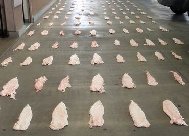 Vinculan a proceso a mujer por transportar 27 piezas de buche de Totoaba; se le señala de delito contra la biodiversidad