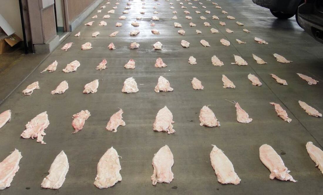 Carne de Totoaba. Archivo