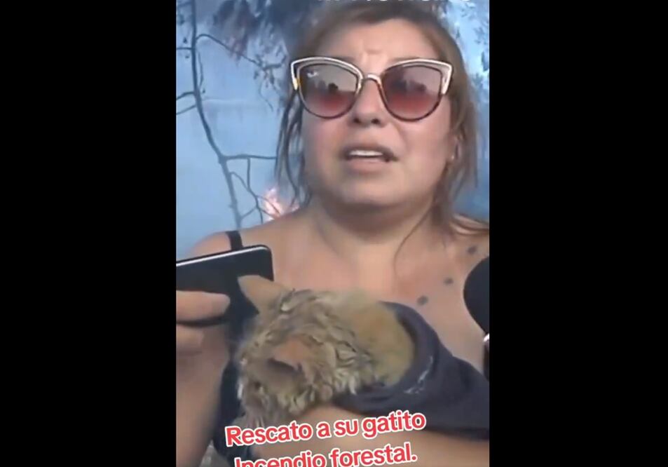 Una mujer encontró a Nikita, una gata de 20 años: “Gracias a Dios encontré a la Nikita que tiene 20 años. (Está) quemadita (…) Eso es lo que quiero saber, dónde la puedo llevar", cuestionó. Foto: tomada de video