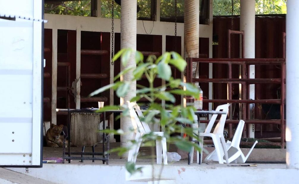 Aseguran animales exóticos en rancho de Tabasco tras operativo / Foto: Especial