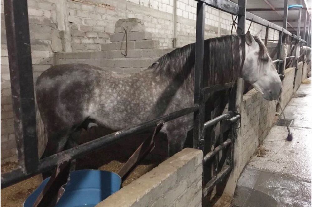 En la propiedad —ubicada en el municipio de Acatlán de Osorio— las autoridades encontraron dos caballos raza española que, según reportaron, fueron robados en días pasados (FOTOS: FISCALÍA DE PUEBLA)