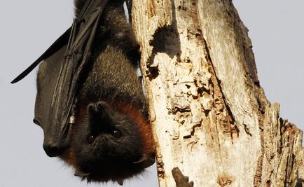 Only bats can save tequila