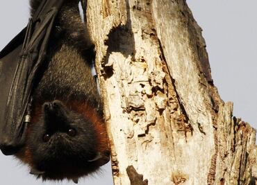 Only bats can save tequila