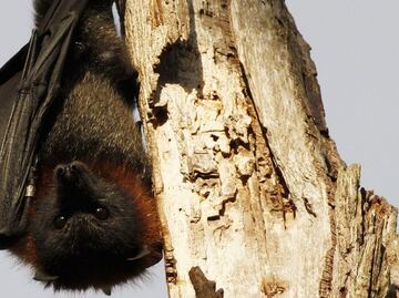 Only bats can save tequila