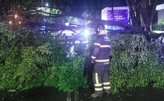 Reportan árboles y postes caídos por lluvias de esta madrugada en CDMX; también se atendieron encharcamientos