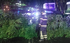 Reportan árboles y postes caídos por lluvias de esta madrugada en CDMX; también se atendieron encharcamientos