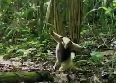 El oso hormiguero que “práctica” artes marciales