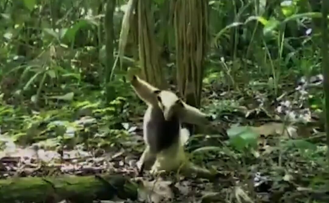 Foto: Especial / CONANP