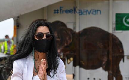 La historia de Kaavan, el “elefante más solitario del mundo” que fue liberado tras la presión de Cher