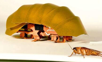 Robot inspirado en la cucaracha rescatará supervivientes