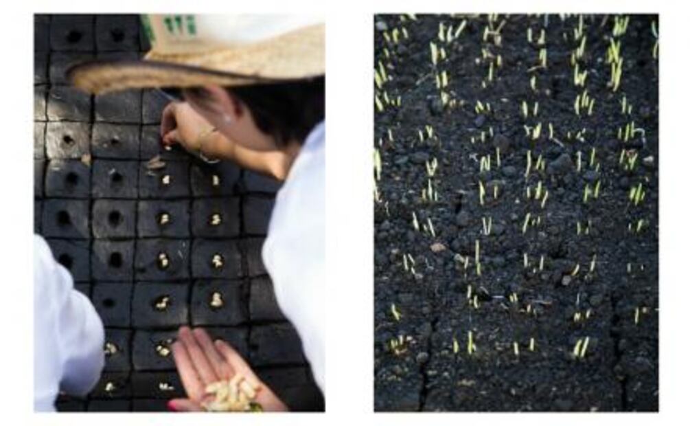 De las chinampas en Xochimilco a tu cocina