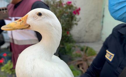 VIDEO Rescatan a patito de incendio en fábrica de Iztacalco; estaba escondido y asustado