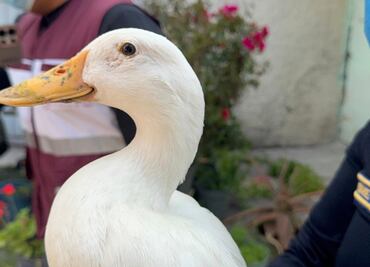 VIDEO Rescatan a patito de incendio en fábrica de Iztacalco; estaba escondido y asustado