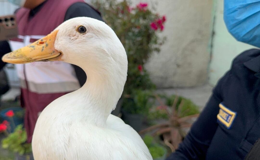 Rescatan a pato tras incendio en Iztacalco. Foto: Especial.