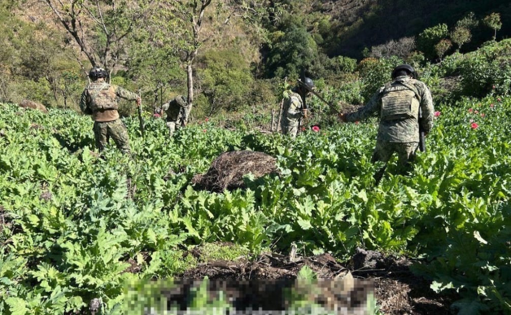 Plantíos de amapola en Nayarit. Foto: especial