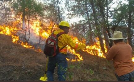 En Oaxaca, 150 incendios forestales dañan más de 8 mil hectáreas