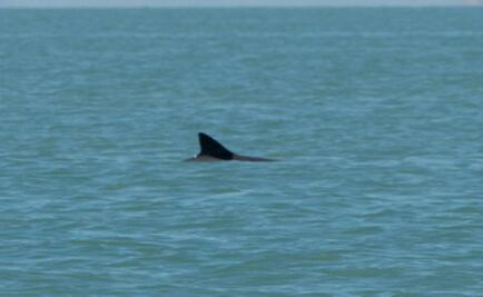 Semarnat inicia investigación científica sobre la vaquita marina