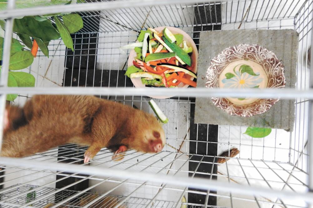 El ZooMAT detalló que biólogos y especialistas en vida silvestre atendieron inicialmente a ocho osos perezosos de dos dedos, pero uno de ellos falleció. Foto: ESPECIAL