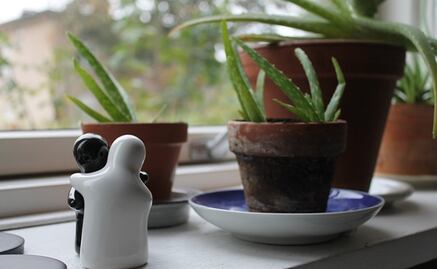¿Te consideras la "señora de las plantas"? Ten en cuenta cuáles absorben el calor