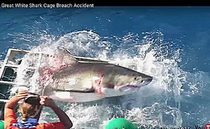México investiga incidente en que tiburón entró a jaula