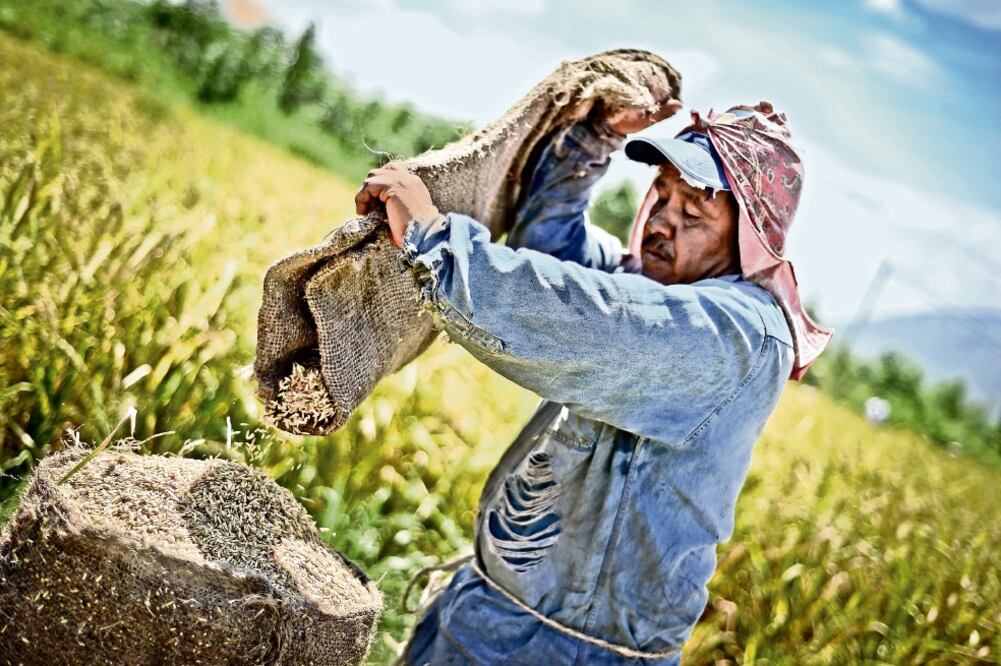En México se producen en promedio 234 mil toneladas de arroz cada año, en tanto que el consumo nacional asciende a 100 mil toneladas (ARCHIVO EL UNIVERSAL)