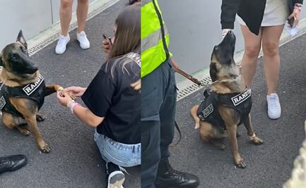 TikTok: Perrito policía recibe “friendship bracelets” y roba corazones en concierto de Taylor Swift