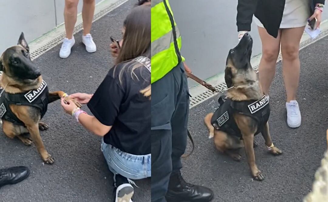 El perrito derritió los corazones de los "swifties". Foto: TikTok