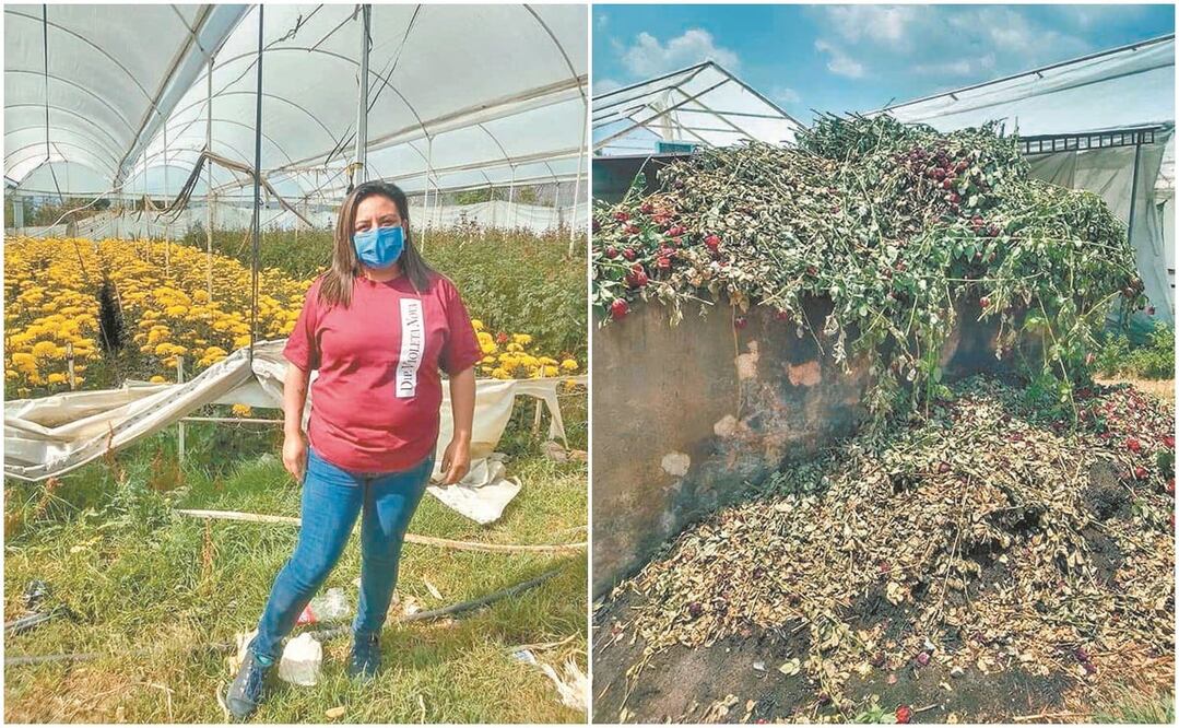 Floricultores en Villa Guerrero, Coatepec y Tenancingo afirman que la pandemia tumbó la venta de flor, que cayó 80%, afectando a unos 25 mil productores. FOTOS: ESPECIALES