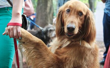 Constituyentes respaldarán derechos de animales