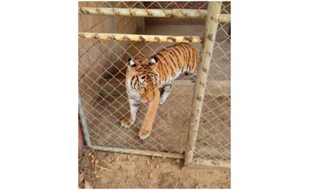 Asegura PGR tigre de bengala y armas en finca de Sinaloa