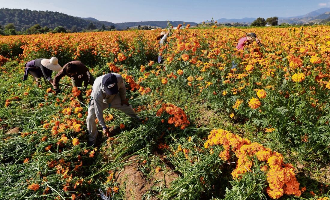 Los habitantes siembran la flor cuatro meses antes. Foto: Jorge Alvarado / EL UNIVERSAL