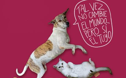 Celebra el Día Internacional del Perro adoptando un lomito; conoce todas las actividades del “Adoptatón 2025"