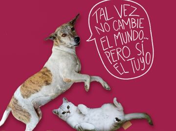 Celebra el Día Internacional del Perro adoptando un lomito; conoce todas las actividades del “Adoptatón 2025"