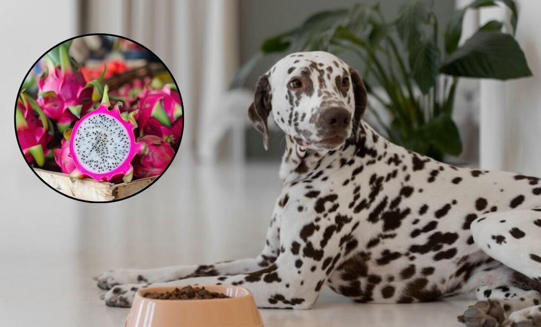No todos los perros pueden disfrutar de la pitahaya. Fuente: Freepik.